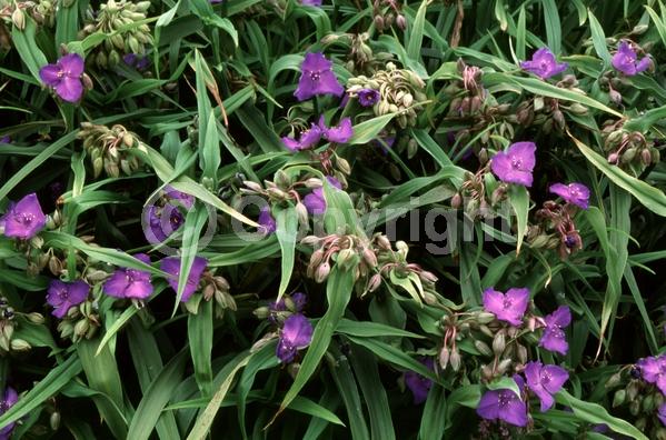 Blue blooms; Deciduous