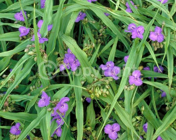 Purple blooms; Deciduous; 