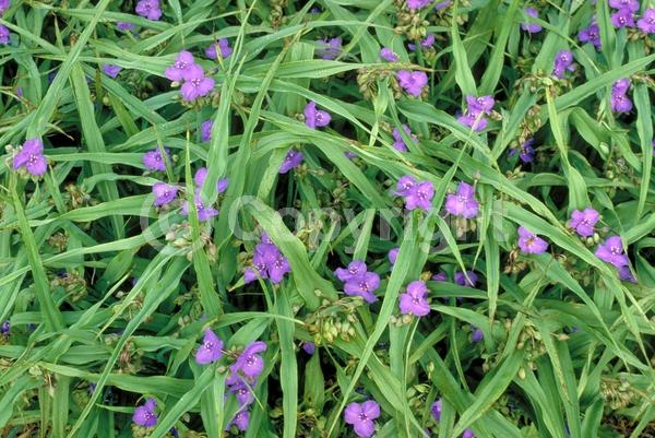 Purple blooms; Deciduous; 