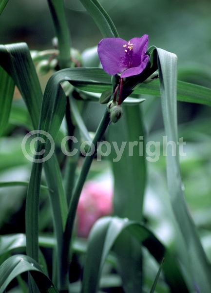 Purple blooms; Deciduous