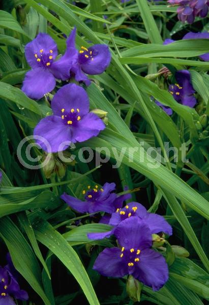 Blue blooms; Purple blooms; White blooms; Pink blooms; Deciduous; North American Native