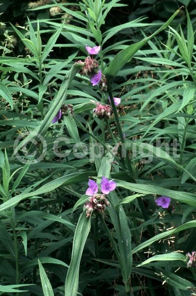 Blue blooms; Purple blooms; White blooms; Pink blooms; Deciduous; North American Native