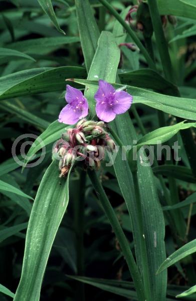 Blue blooms; Purple blooms; White blooms; Pink blooms; Deciduous; North American Native