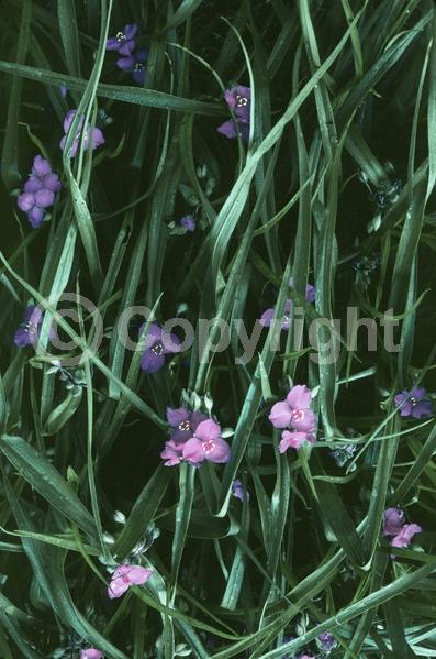 Blue blooms; Purple blooms; White blooms; Pink blooms; Deciduous; North American Native