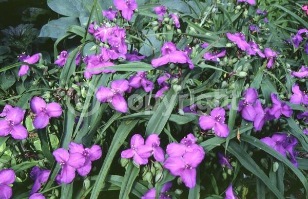 Blue blooms; Purple blooms; White blooms; Pink blooms; Deciduous; North American Native