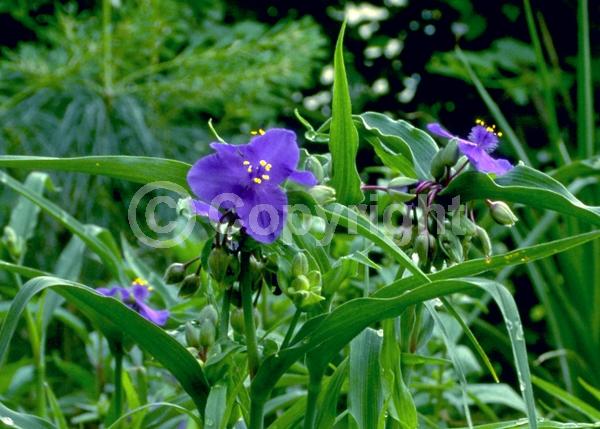 Blue blooms; Deciduous; North American Native