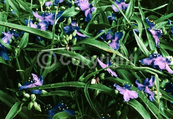 Blue blooms; Deciduous; North American Native