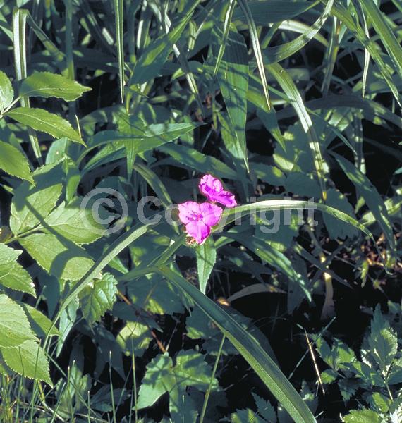 Blue blooms; Purple blooms; White blooms; Pink blooms; Deciduous; North American Native