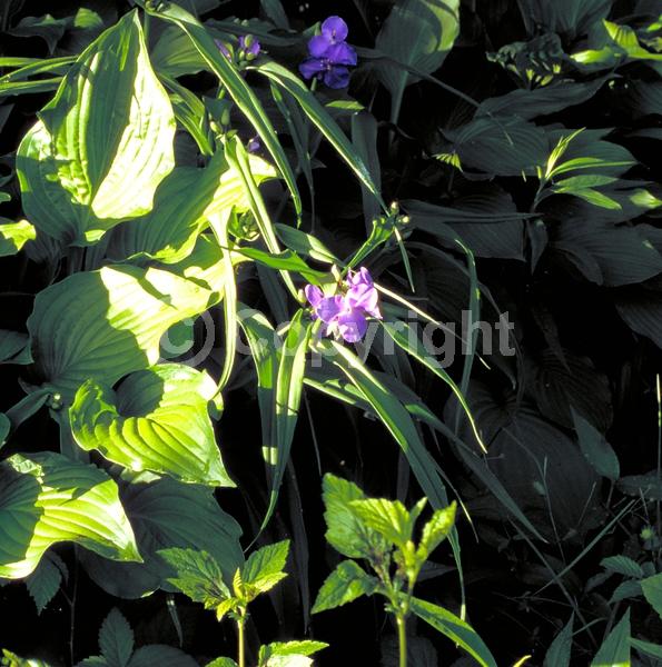 Blue blooms; Purple blooms; White blooms; Pink blooms; Deciduous; North American Native