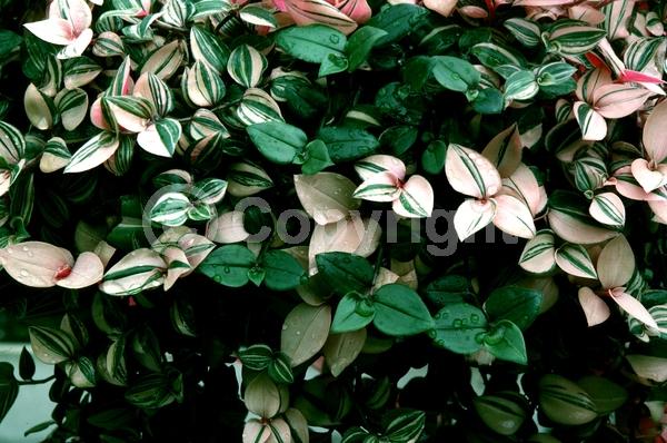 Pink blooms; Evergreen; Needles or needle-like leaf; North American Native