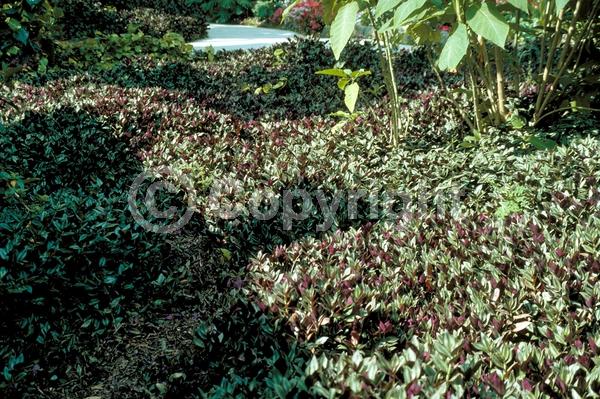 Pink blooms; Evergreen; North American Native