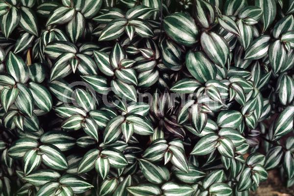 Pink blooms; Evergreen; North American Native