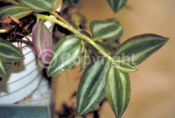 Pink blooms; Evergreen; North American Native