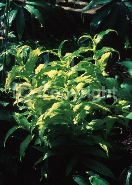 Purple blooms; Deciduous; Broadleaf