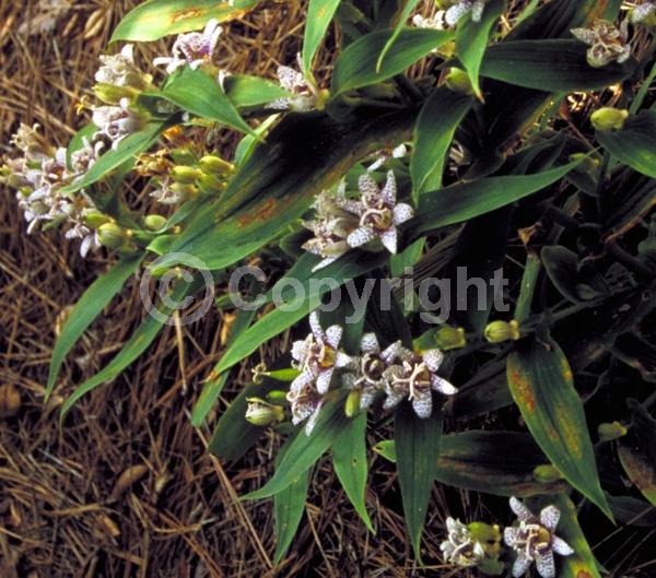 White blooms; Deciduous; Broadleaf