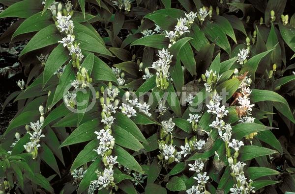 White blooms; Deciduous; Broadleaf