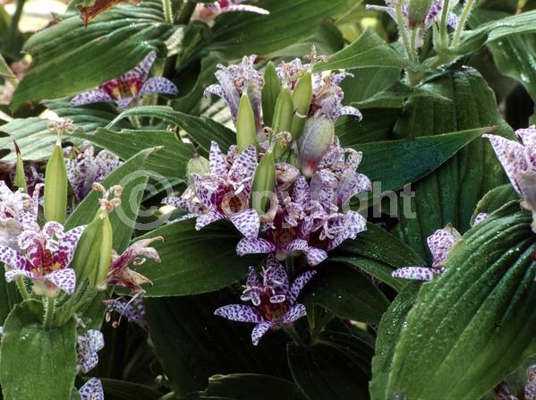 White blooms; Deciduous; Broadleaf