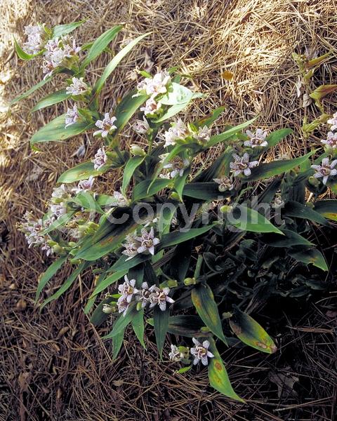 White blooms; Deciduous; Broadleaf