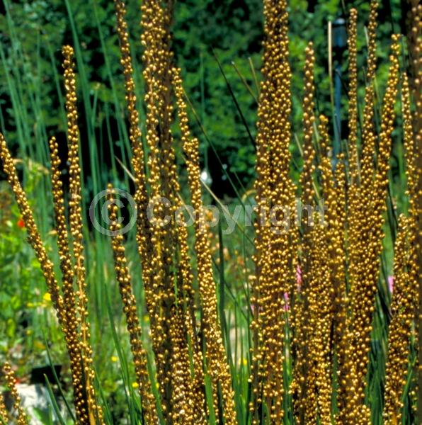 Red blooms; White blooms; Green blooms; Deciduous; North American Native