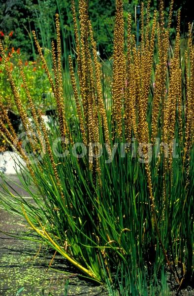 Red blooms; White blooms; Green blooms; Deciduous; North American Native