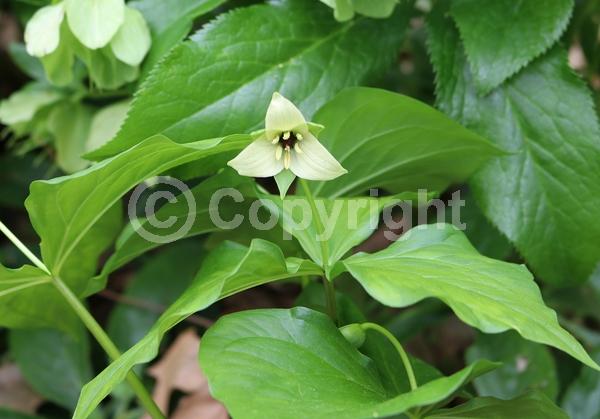 White blooms; Deciduous; Broadleaf; North American Native