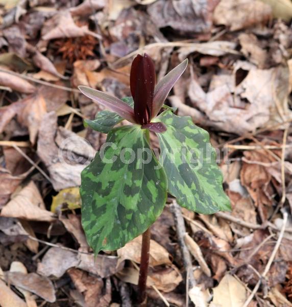 North American Native