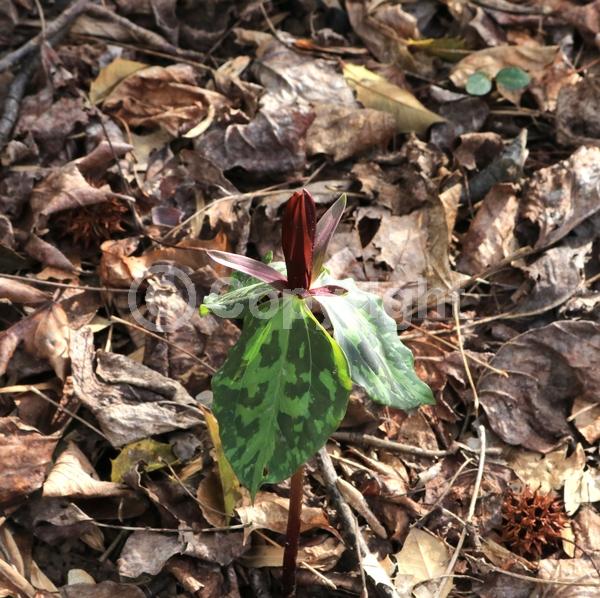 North American Native