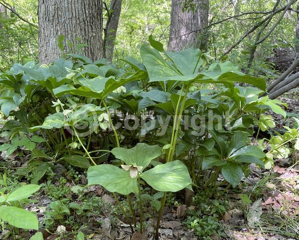 White blooms; Deciduous; Broadleaf; North American Native