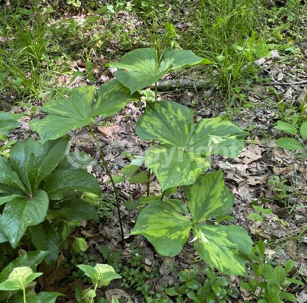 White blooms; Deciduous; Broadleaf; North American Native