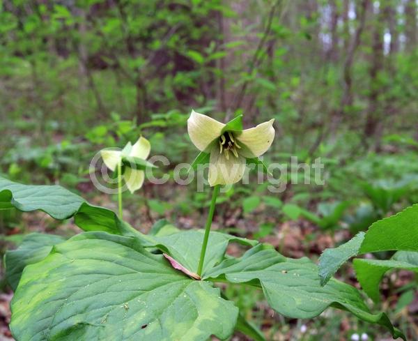 White blooms; Deciduous; Broadleaf; North American Native