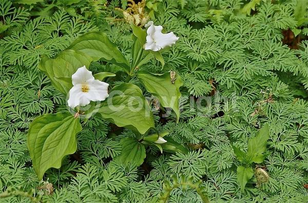 White blooms; Pink blooms; Deciduous; Broadleaf; North American Native