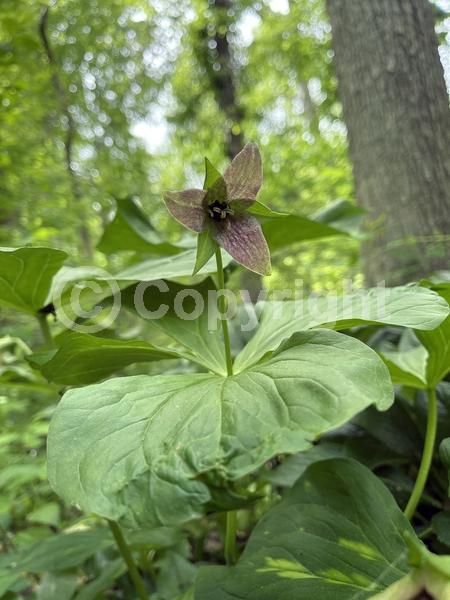 White blooms; Deciduous; Broadleaf; North American Native