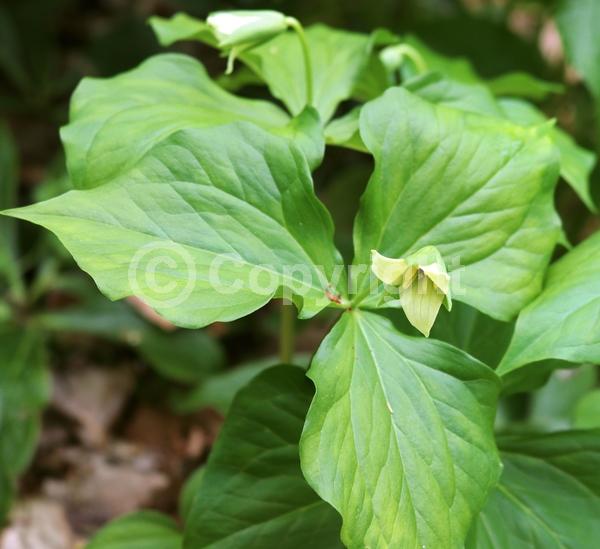 White blooms; Deciduous; Broadleaf; North American Native
