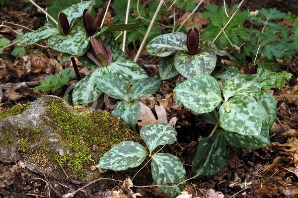 Purple blooms; Needles or needle-like leaf; Broadleaf