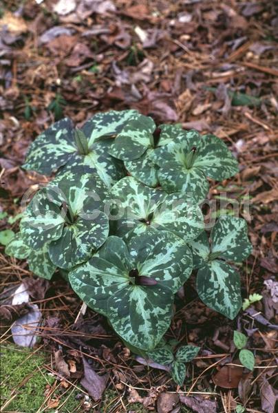 Purple blooms; Needles or needle-like leaf; Broadleaf