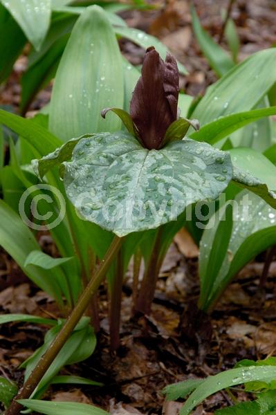 Purple blooms; Needles or needle-like leaf; Broadleaf