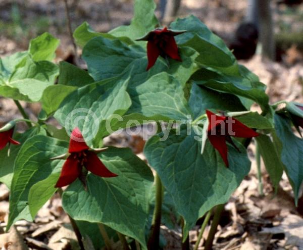 Purple blooms; Deciduous; Broadleaf