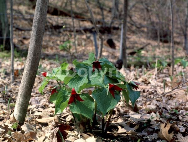 Purple blooms; Deciduous; Broadleaf