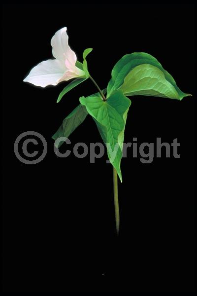 White blooms; Pink blooms; Deciduous; Broadleaf; North American Native