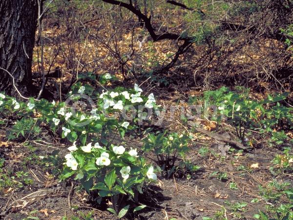 White blooms; Pink blooms; Deciduous; Broadleaf; North American Native