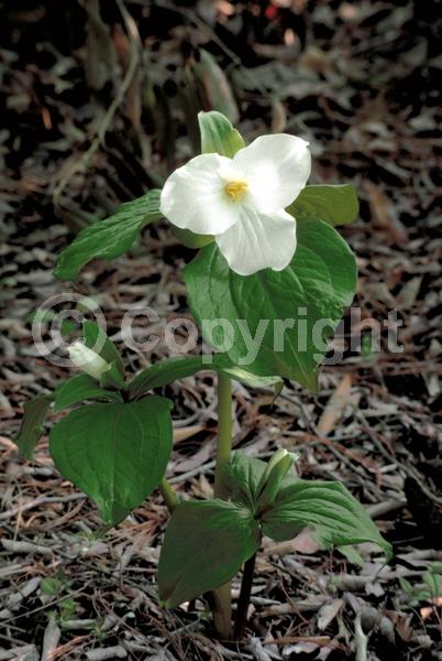 White blooms; Pink blooms; Deciduous; Broadleaf; North American Native