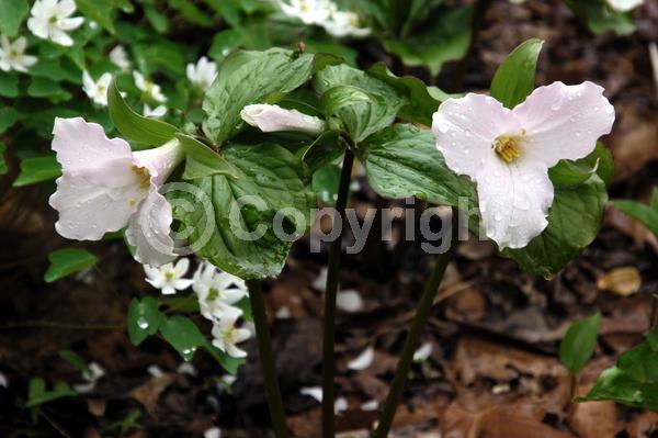 White blooms; Pink blooms; Deciduous; Broadleaf; North American Native