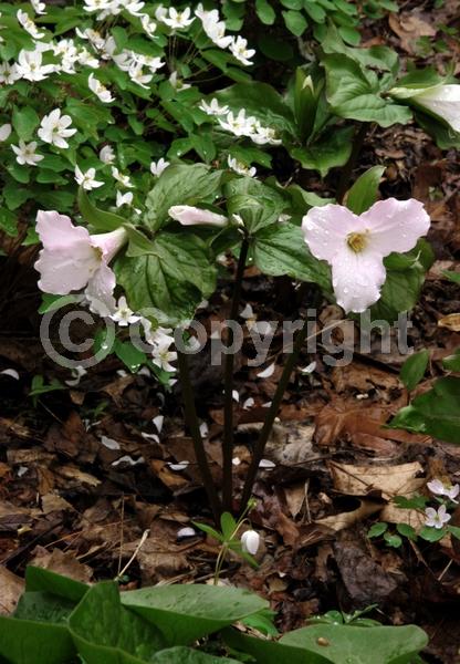 White blooms; Pink blooms; Deciduous; Broadleaf; North American Native