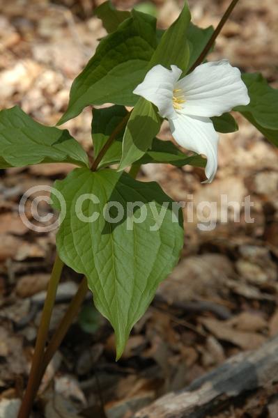 White blooms; Pink blooms; Deciduous; Broadleaf; North American Native