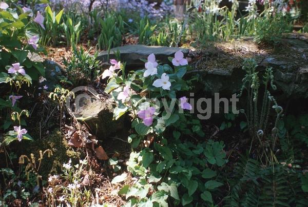 White blooms; Pink blooms; Deciduous; Broadleaf; North American Native