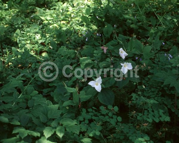 White blooms; Pink blooms; Deciduous; Broadleaf; North American Native