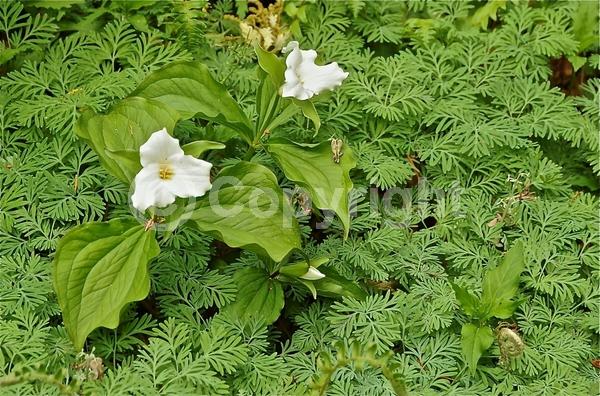 White blooms; Pink blooms; Deciduous; Broadleaf; North American Native