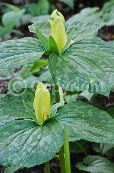 Yellow blooms; Green blooms; Deciduous; Broadleaf; North American Native
