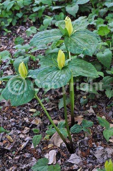 Yellow blooms; Green blooms; Deciduous; Broadleaf; North American Native