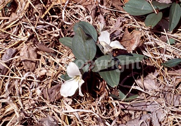 White blooms; Deciduous; Broadleaf; North American Native